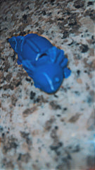 Fun Axolotl Toy! Locally 3D Printed!